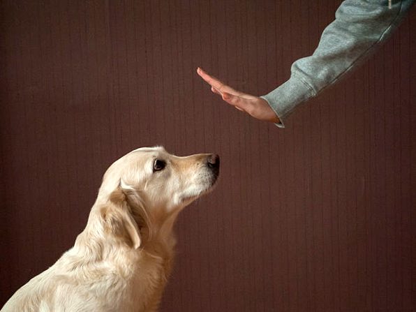 как обучить собаку не брать пищу от чужих