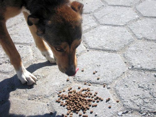 собака ест с земли