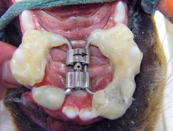 Зубной протез для собаки