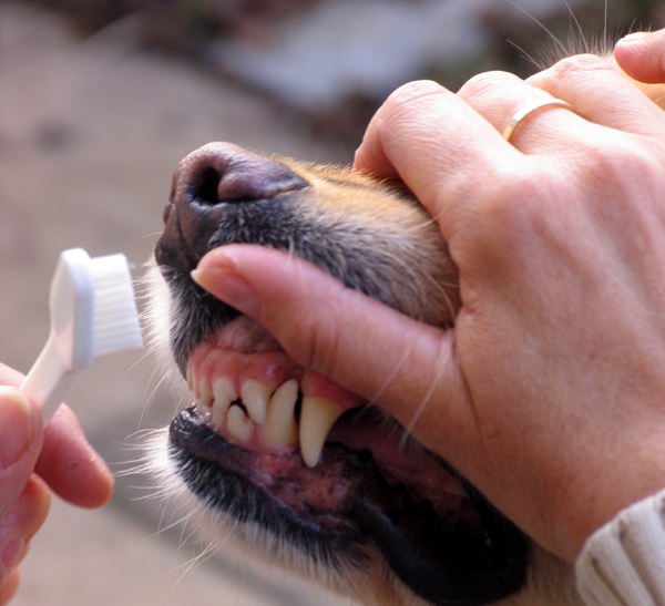 Чистка зубов у собак