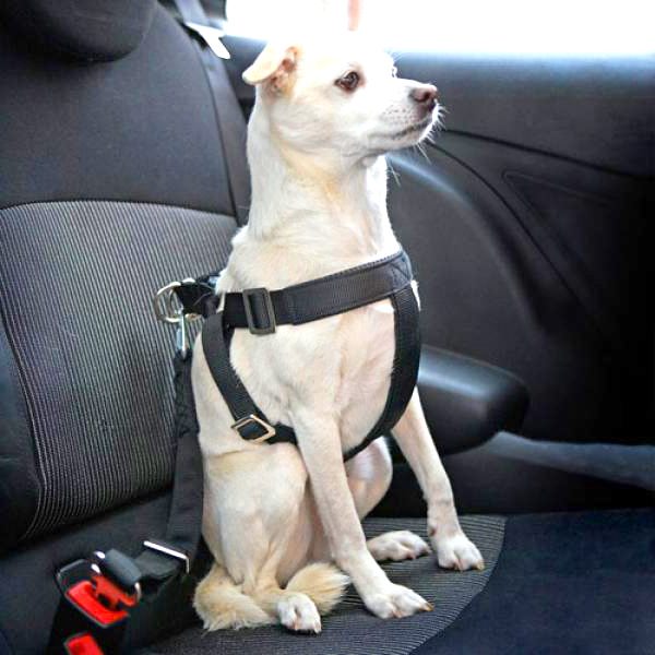Безопасност собаки в авто