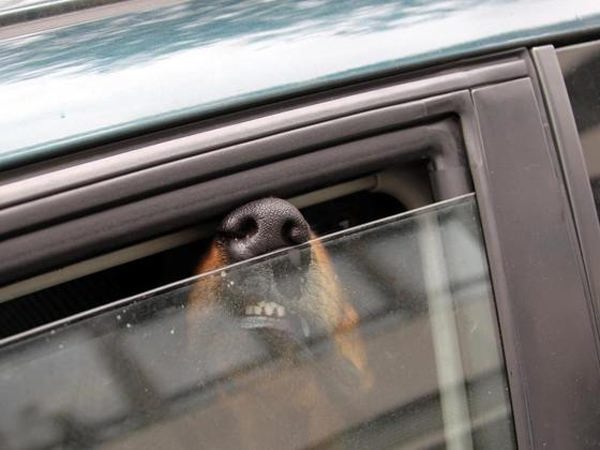 не оставлять собаку в машине одну