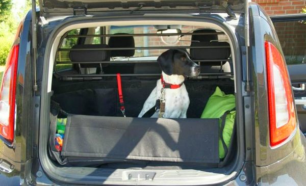 перевозка собаки в багажнике