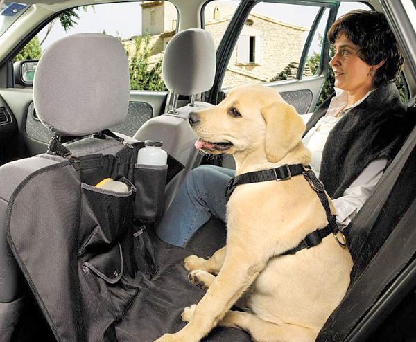Как перевозить собак на заднем сиденье