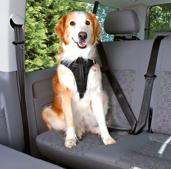 транспортировка собак в автомобиле