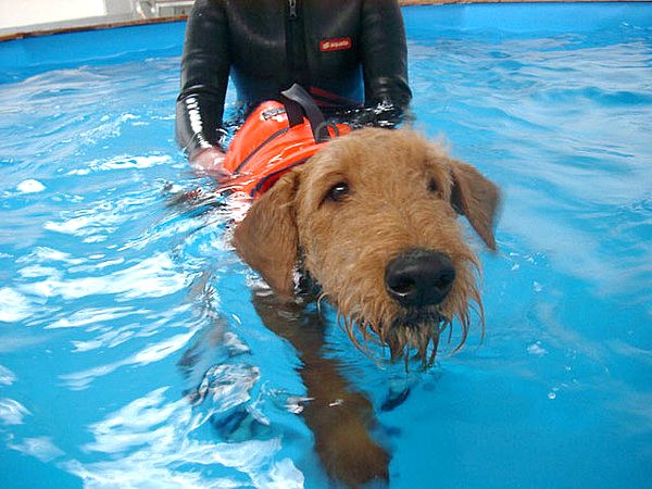 Учим собаку плавать