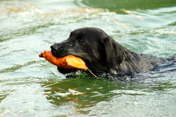 Как обучить собаку плавать