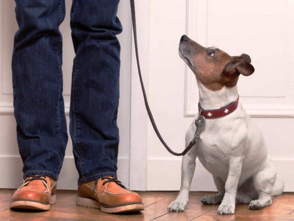 Чем опасно отсутствие дрессировки собак?