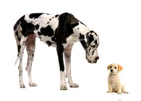 Размер собаки зависит от её породы