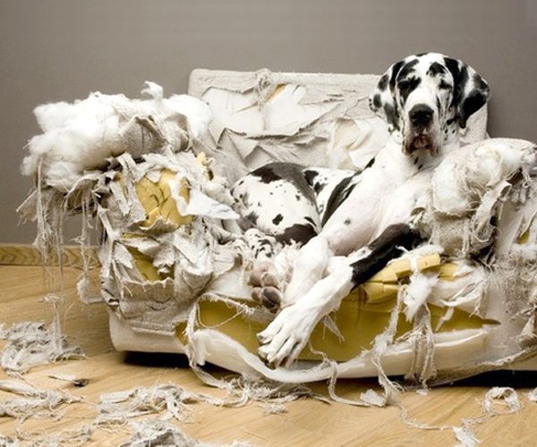 если собака грызёт мебель